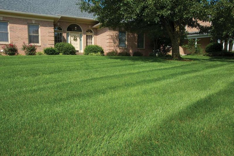 Pest Control Nashville Exterminator Nashville, TN Termite Treatment